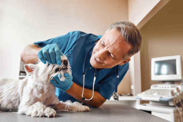 Best Emergency Broken Tooth Repair in East Quogue, NY